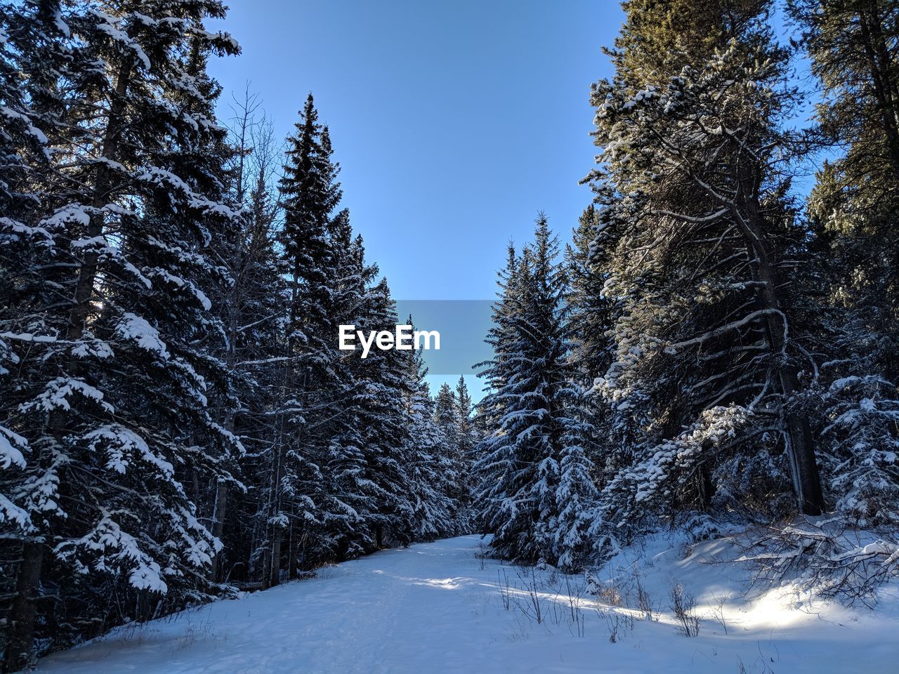 Snow covered trees against sky