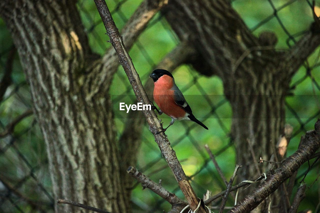 Close-up of bird perching on tree