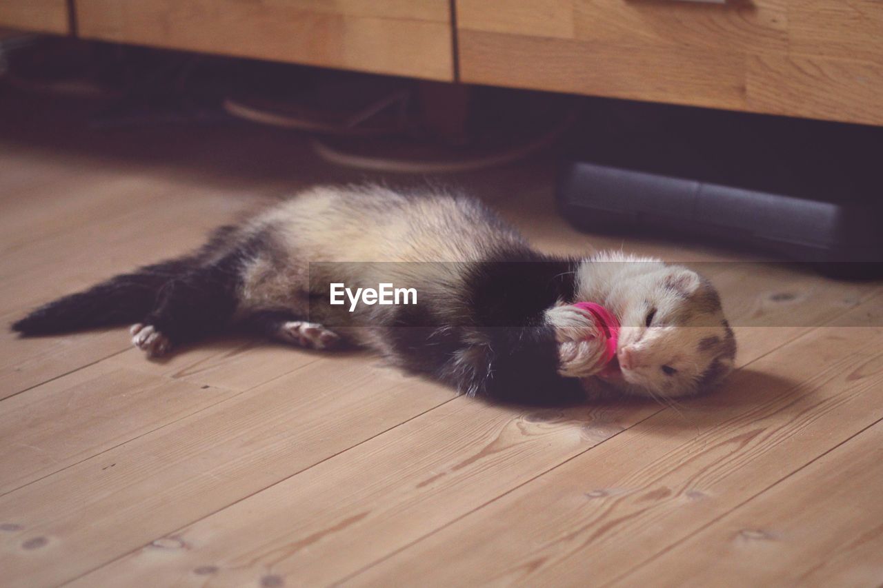 Ferret resting on hardwood floor