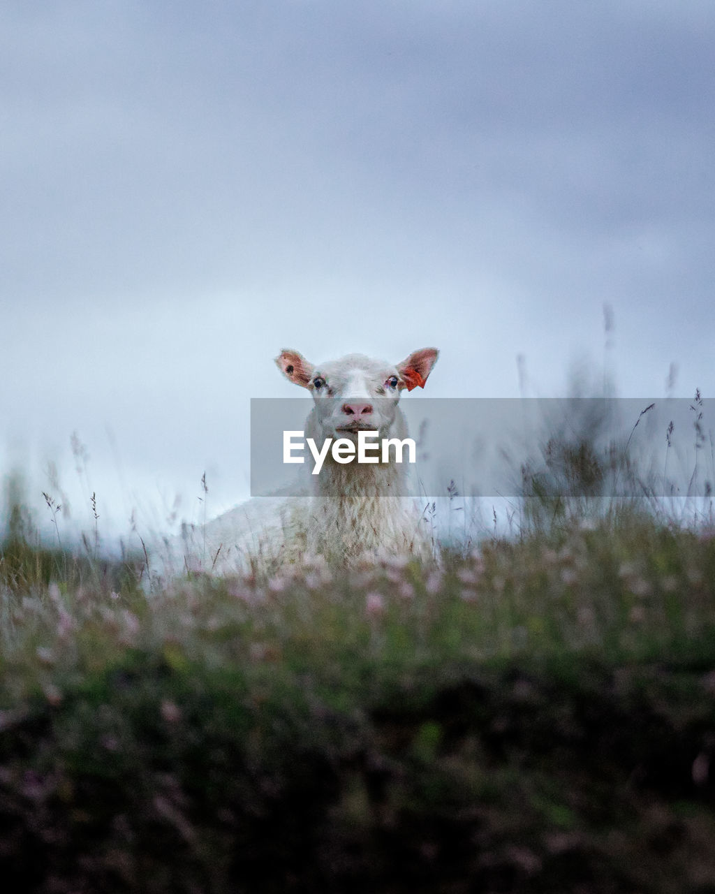 PORTRAIT OF SHEEP STANDING ON FIELD