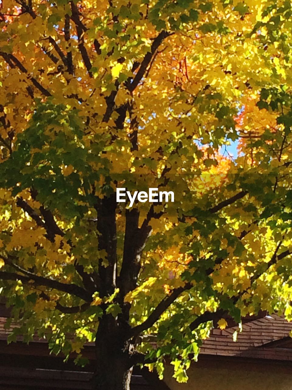 LOW ANGLE VIEW OF TREES