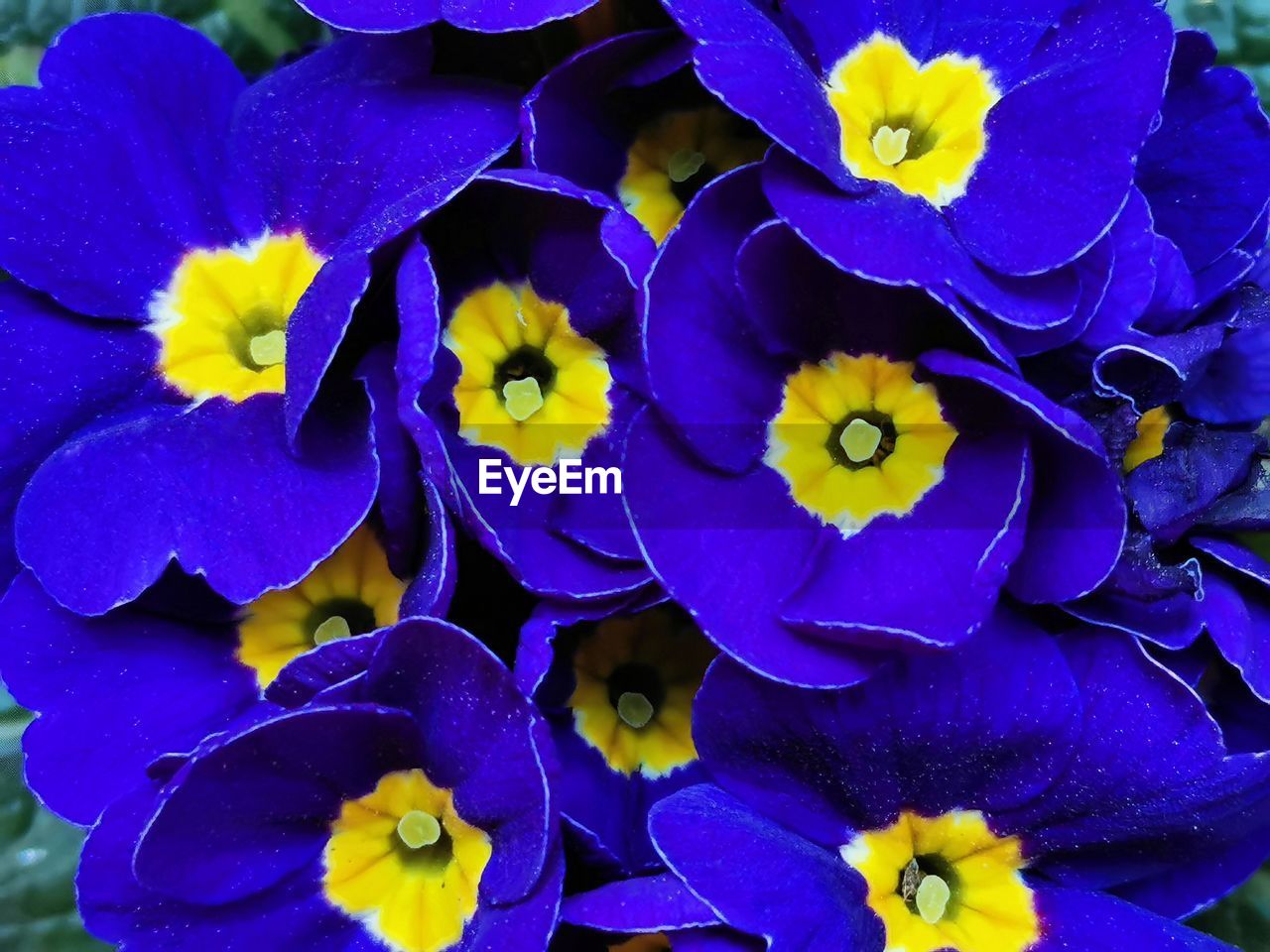 flower, flowering plant, plant, beauty in nature, fragility, freshness, petal, flower head, inflorescence, growth, close-up, purple, nature, pansy, no people, yellow, day, blue, high angle view, botany, outdoors, springtime, pollen