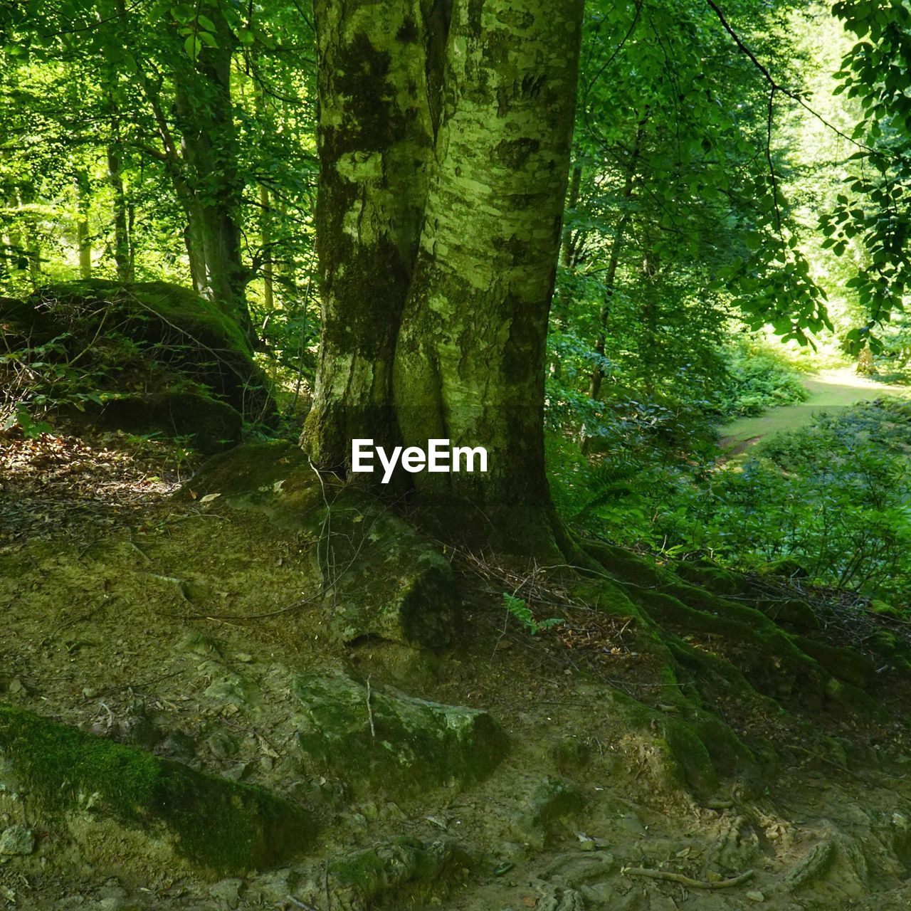 SCENIC VIEW OF FOREST