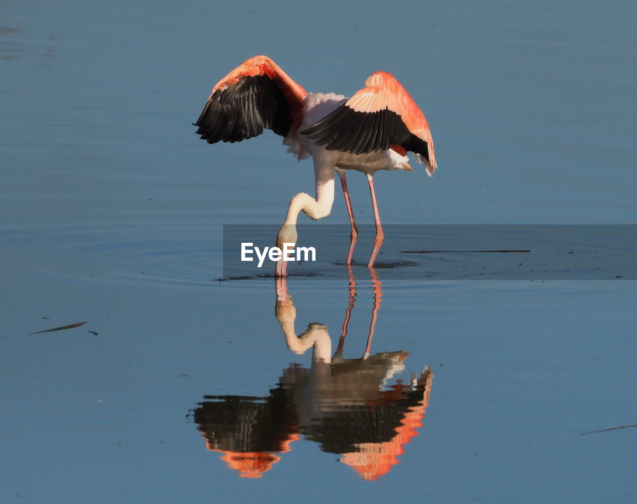 BIRD DRINKING WATER