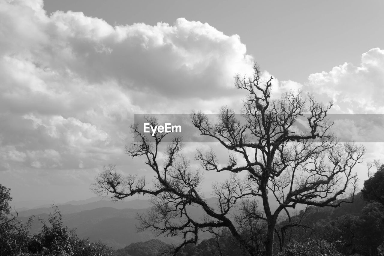 LOW ANGLE VIEW OF BARE TREES AND PLANTS AGAINST SKY