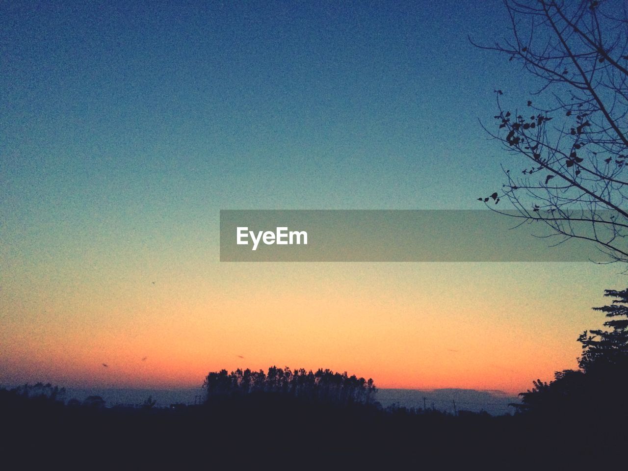 Silhouette trees on field against clear sky at sunset