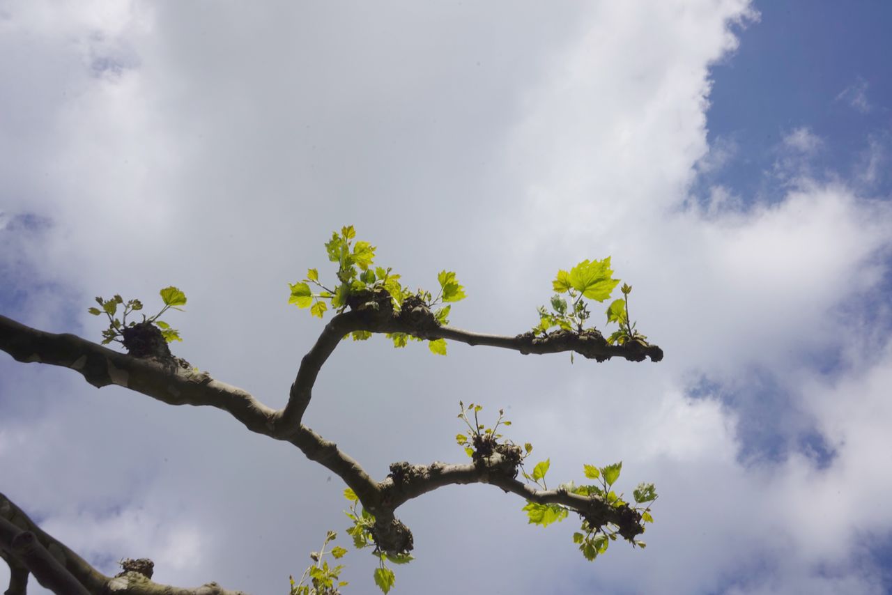 LOW ANGLE VIEW OF TREE BRANCH AGAINST SKY