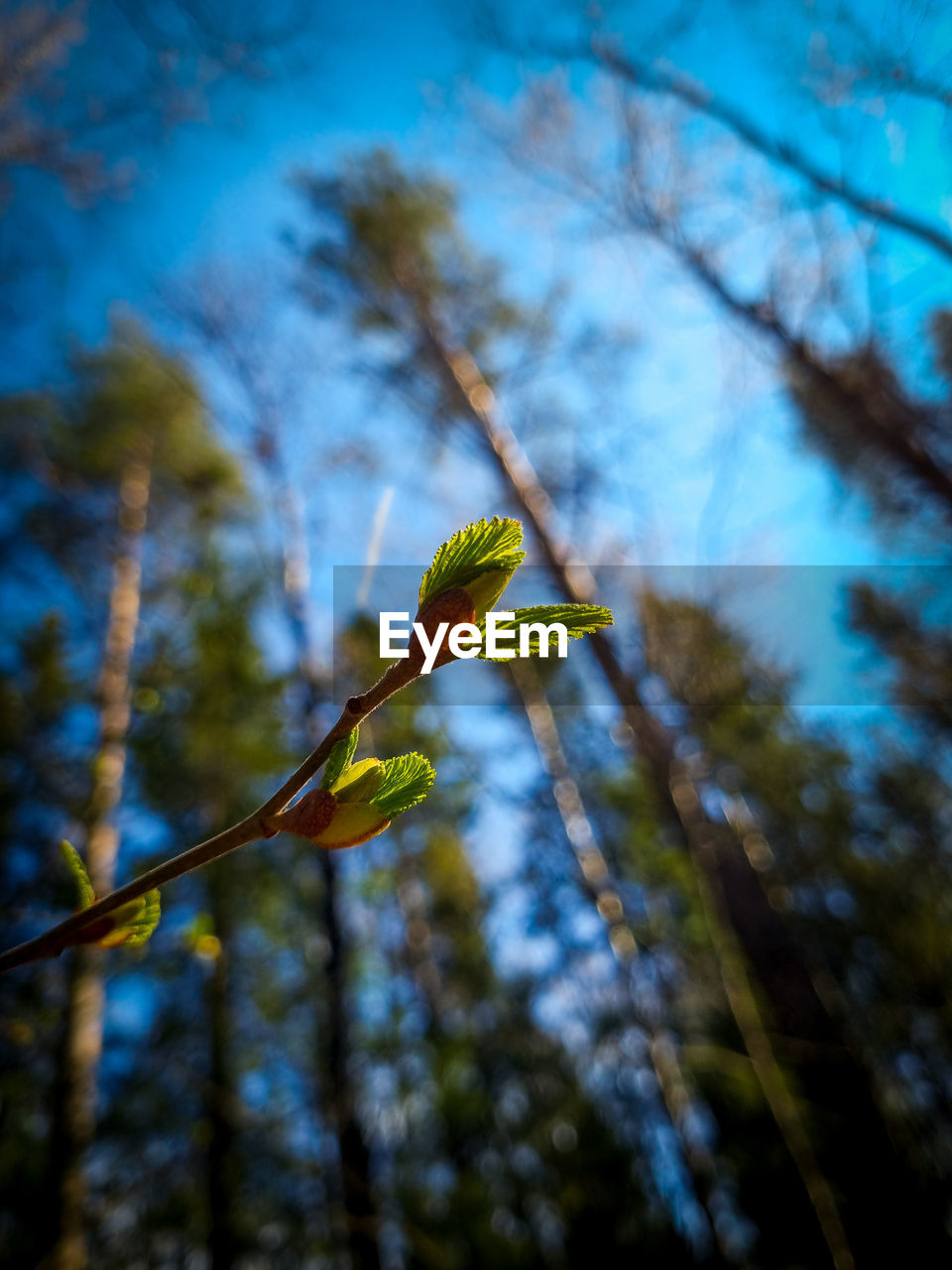 nature, tree, plant, sunlight, leaf, branch, green, flower, sky, autumn, no people, forest, growth, yellow, focus on foreground, beauty in nature, low angle view, reflection, day, outdoors, plant part, blue, close-up, one animal, tranquility, animal wildlife, animal, animal themes, wildlife, land, selective focus