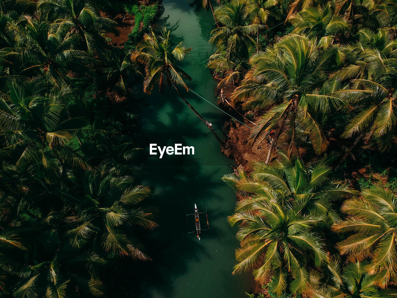 High angle view of river amidst trees