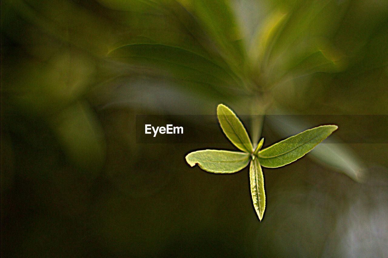 CLOSE-UP OF GREEN PLANT