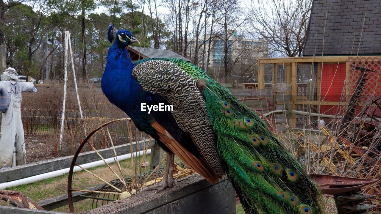 PEACOCK IN A BIRD