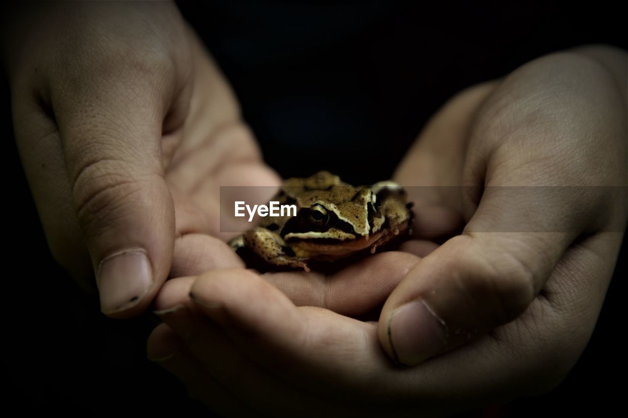 CLOSE-UP OF HUMAN HAND HOLDING TURTLE
