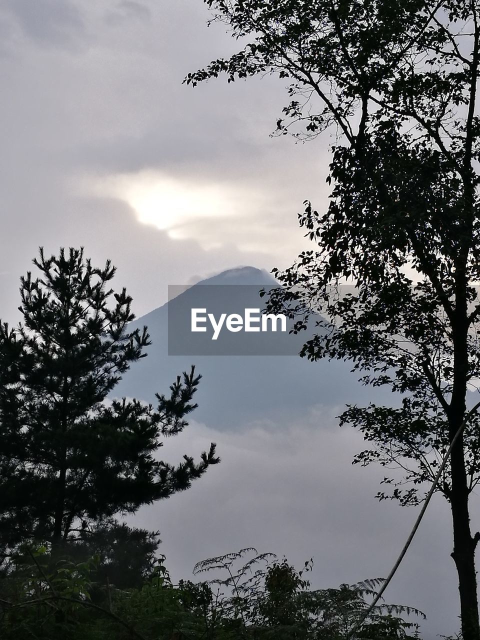 LOW ANGLE VIEW OF TREES AGAINST MOUNTAINS