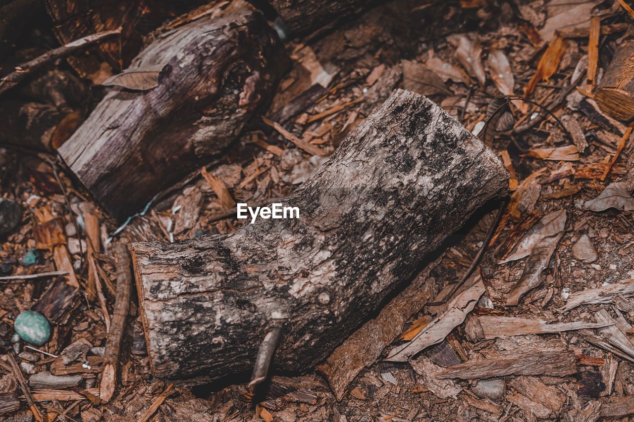 HIGH ANGLE VIEW OF DRY LEAVES ON FIELD