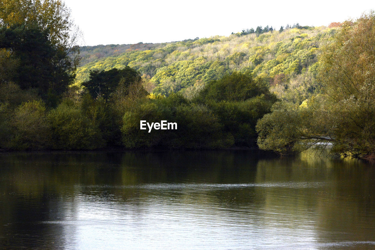 SCENIC VIEW OF RIVER BY TREES IN FOREST