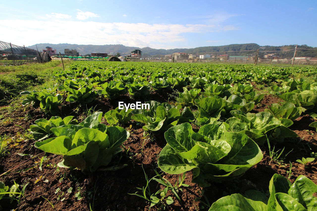 PLANTS GROWING IN FIELD