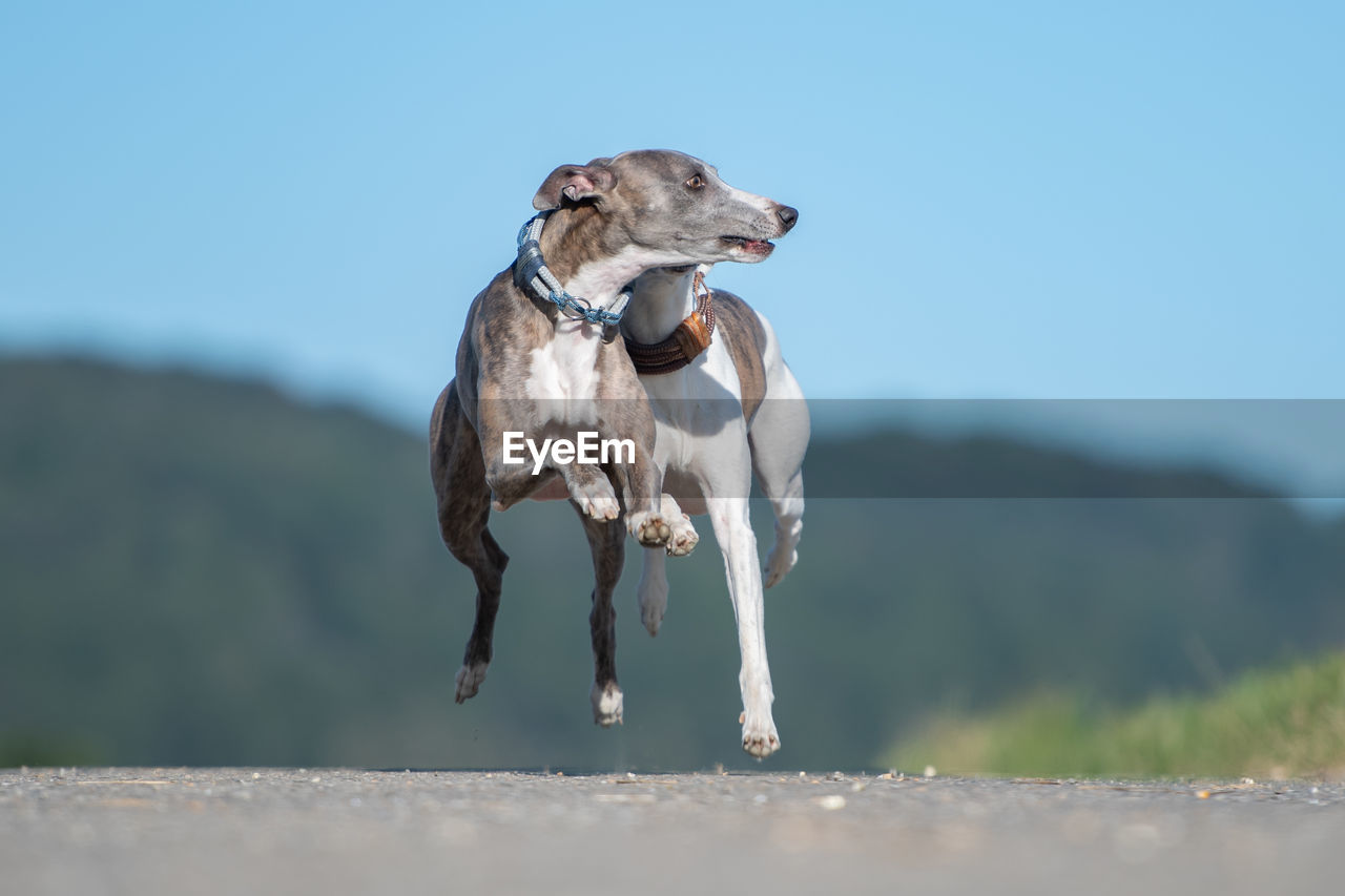 Dogs running on land