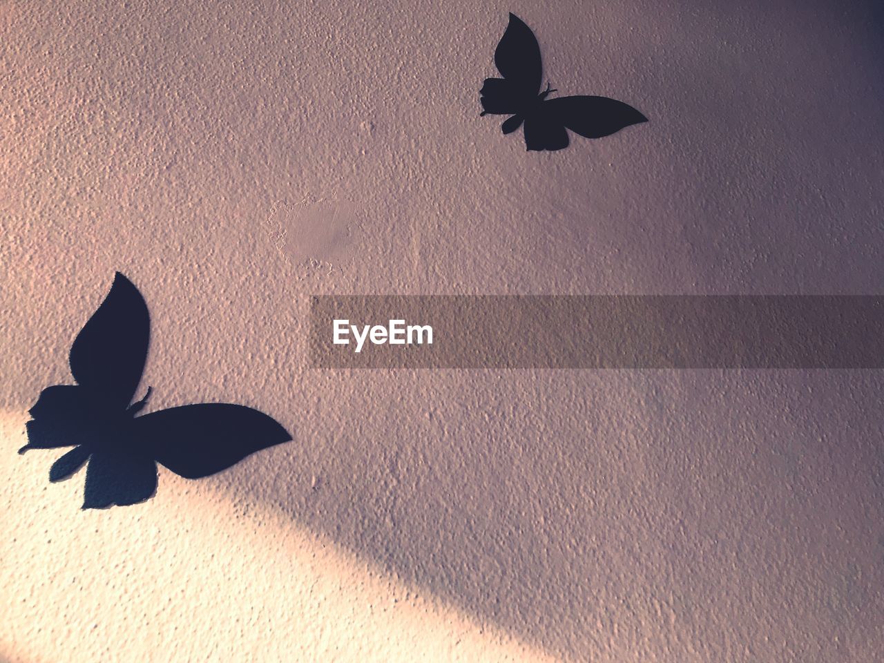 CLOSE-UP OF SILHOUETTE BIRD ON PLANT AGAINST SHADOW