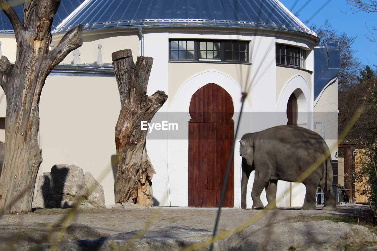 Full length of elephant standing outside house