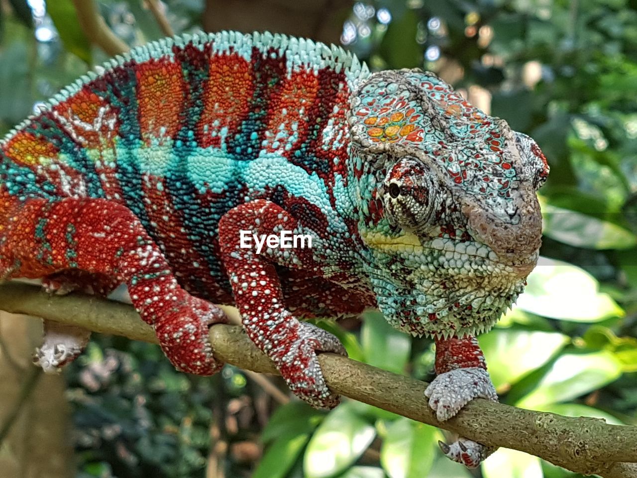 Close-up of a chameleon on tree