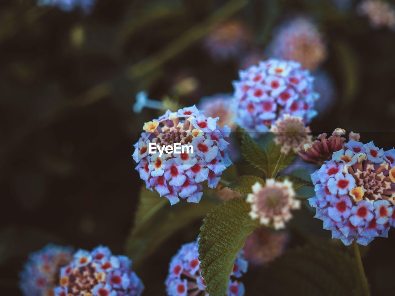 CLOSE-UP OF FLOWERING PLANTS