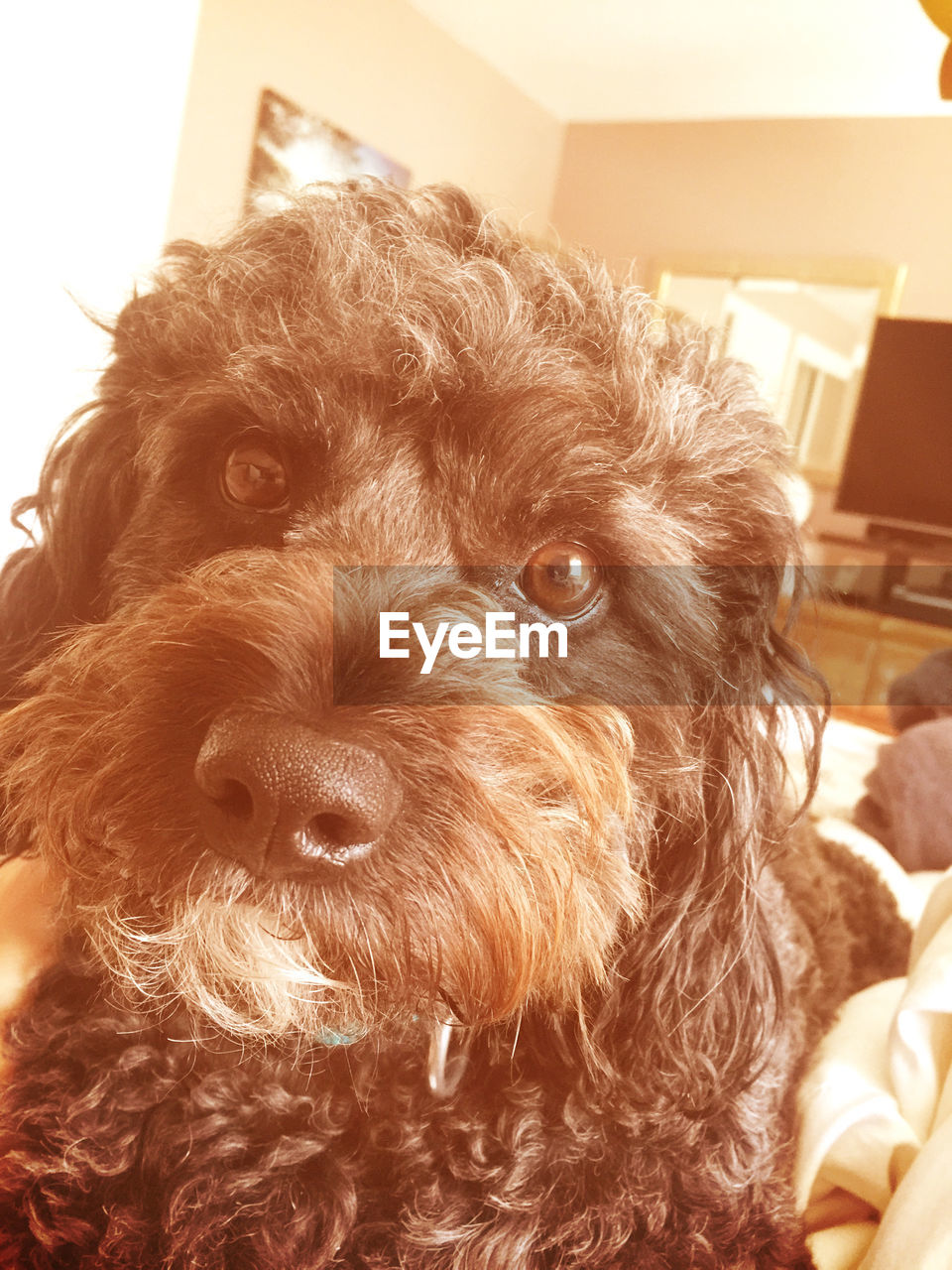 CLOSE-UP OF DOG LYING ON GROUND