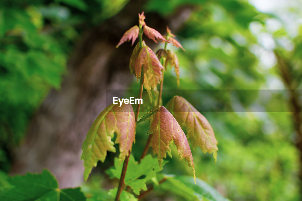 Close-up of flowering plant leaves