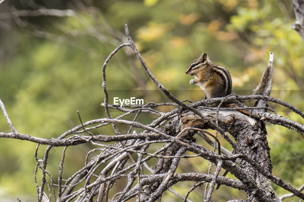 Gound squirrel on a branch