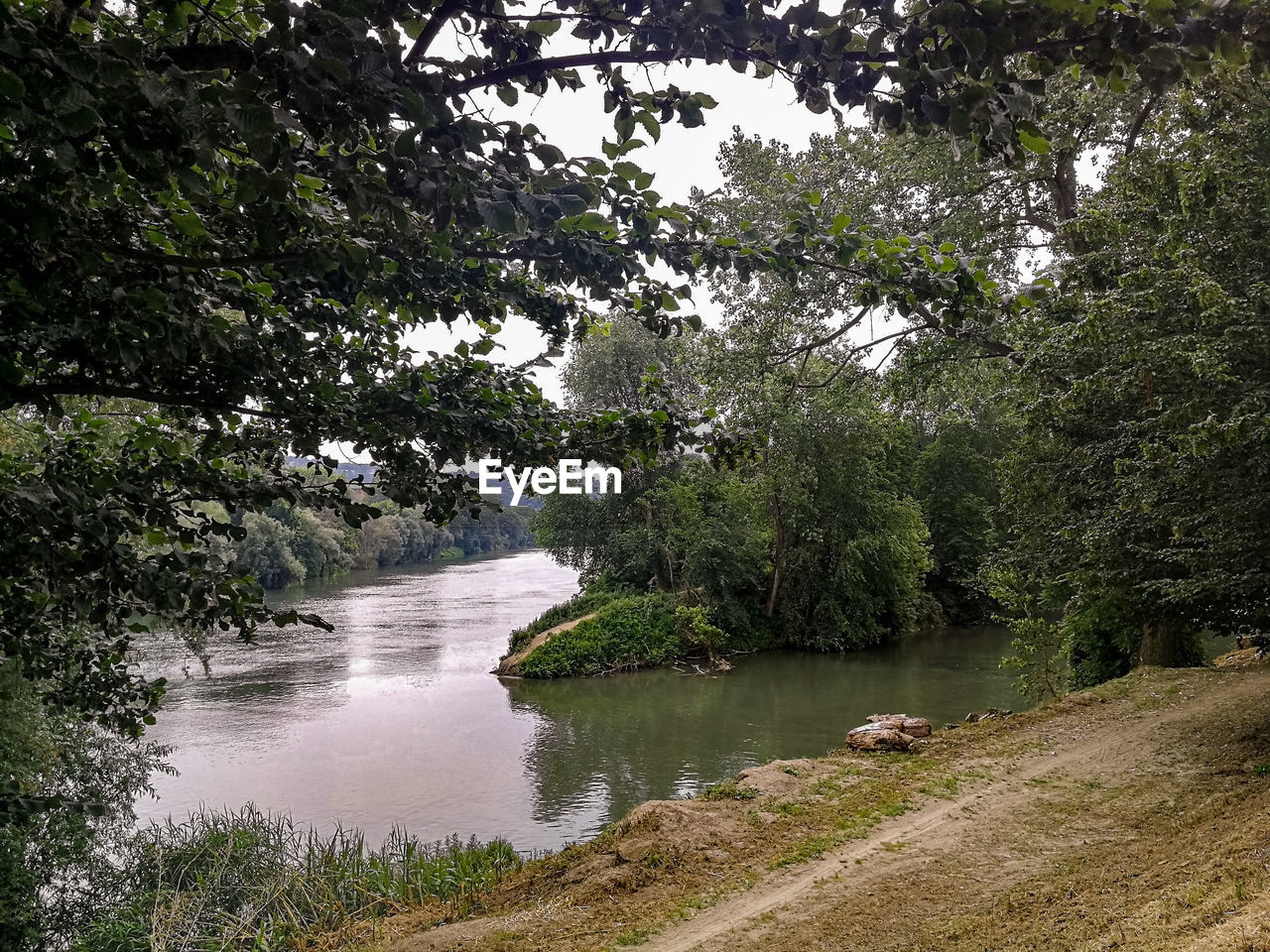 RIVER AMIDST TREES IN FOREST