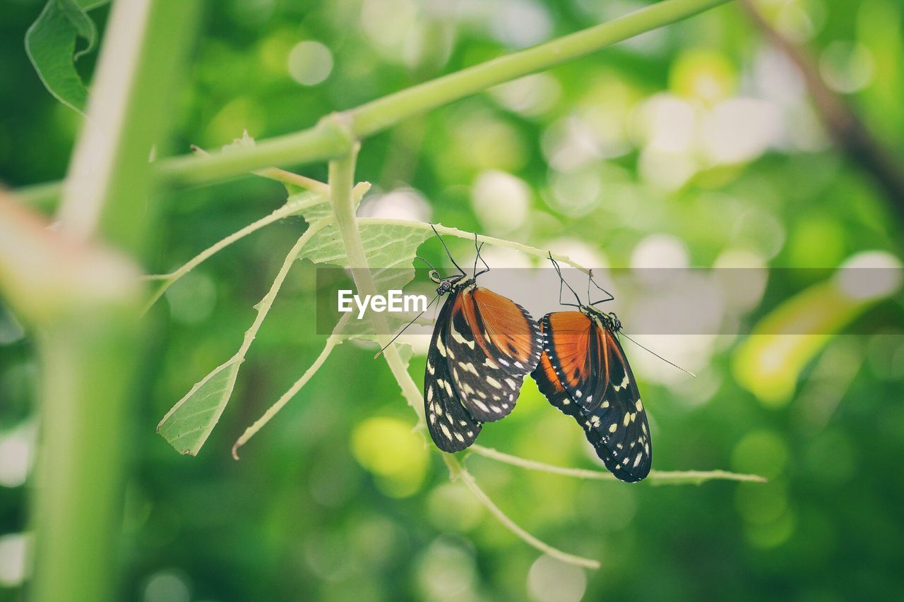 BUTTERFLY ON LEAF