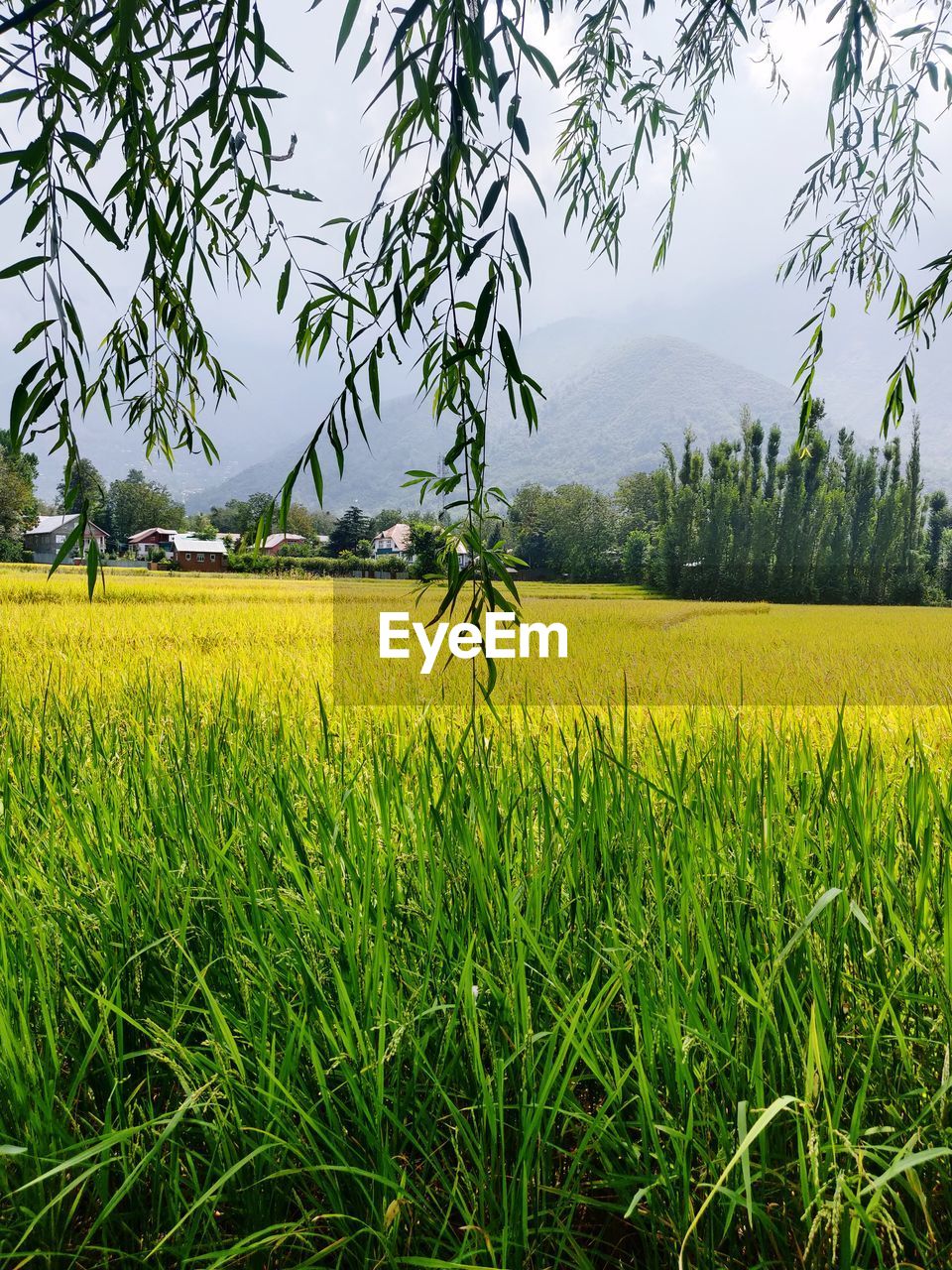 SCENIC VIEW OF FARM FIELD