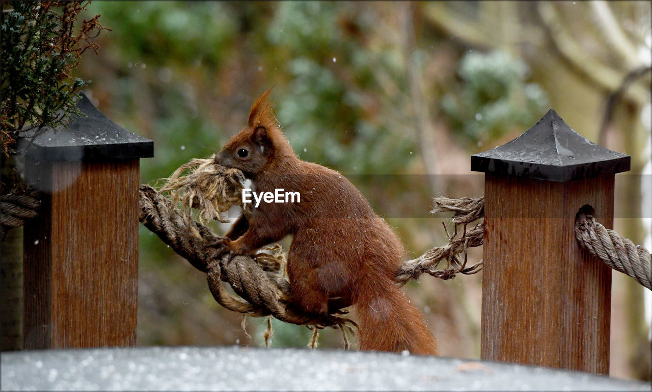 animal, animal themes, squirrel, mammal, animal wildlife, wildlife, one animal, no people, nature, wood, day, outdoors, tree, fence, focus on foreground