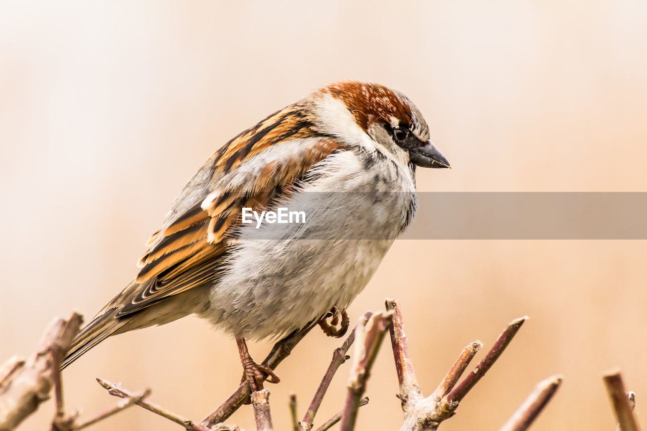 Male house sparrow or passer domesticus is a bird of the sparrow family passeridae