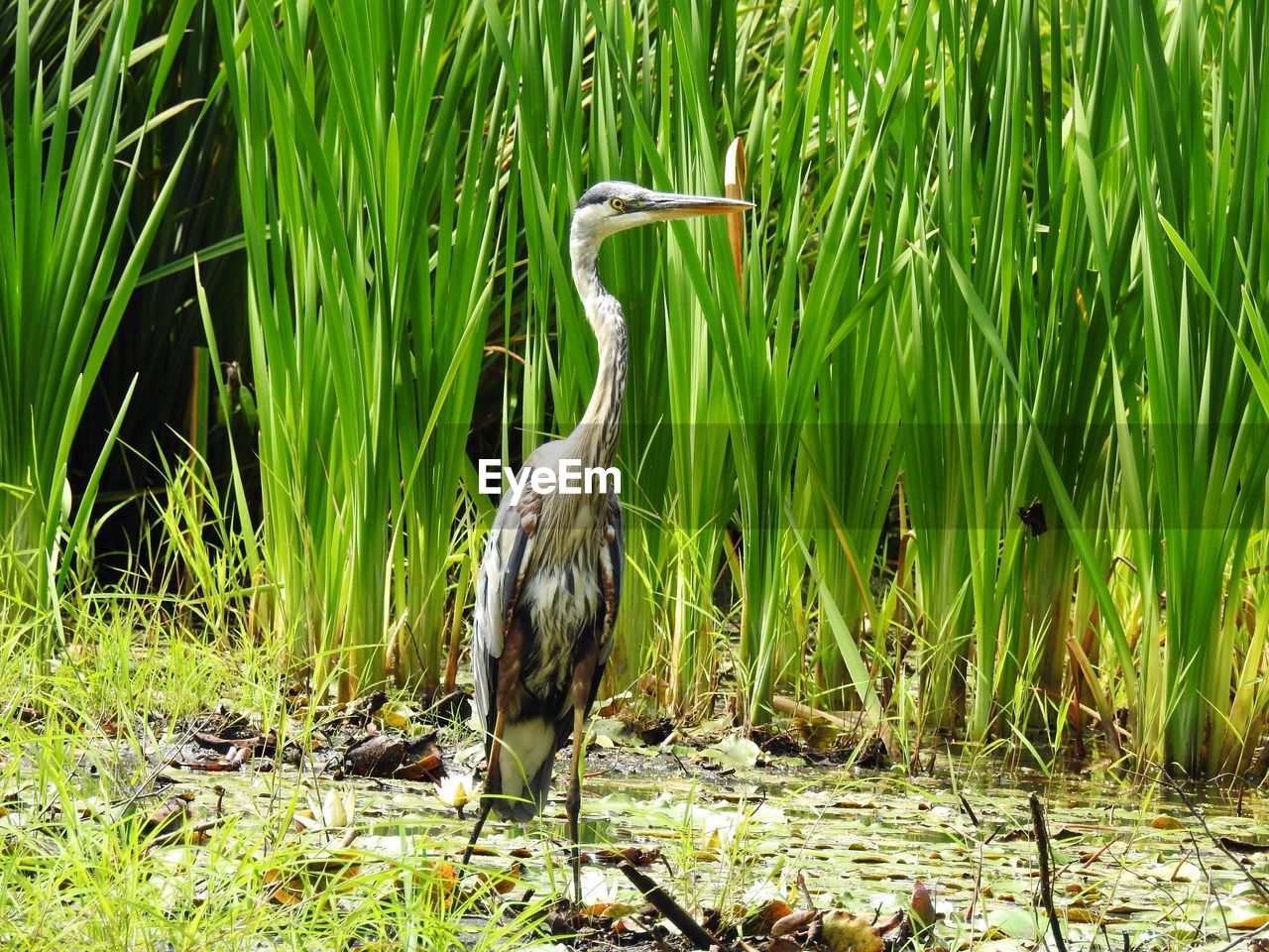 GRAY HERON PERCHING ON GRASS