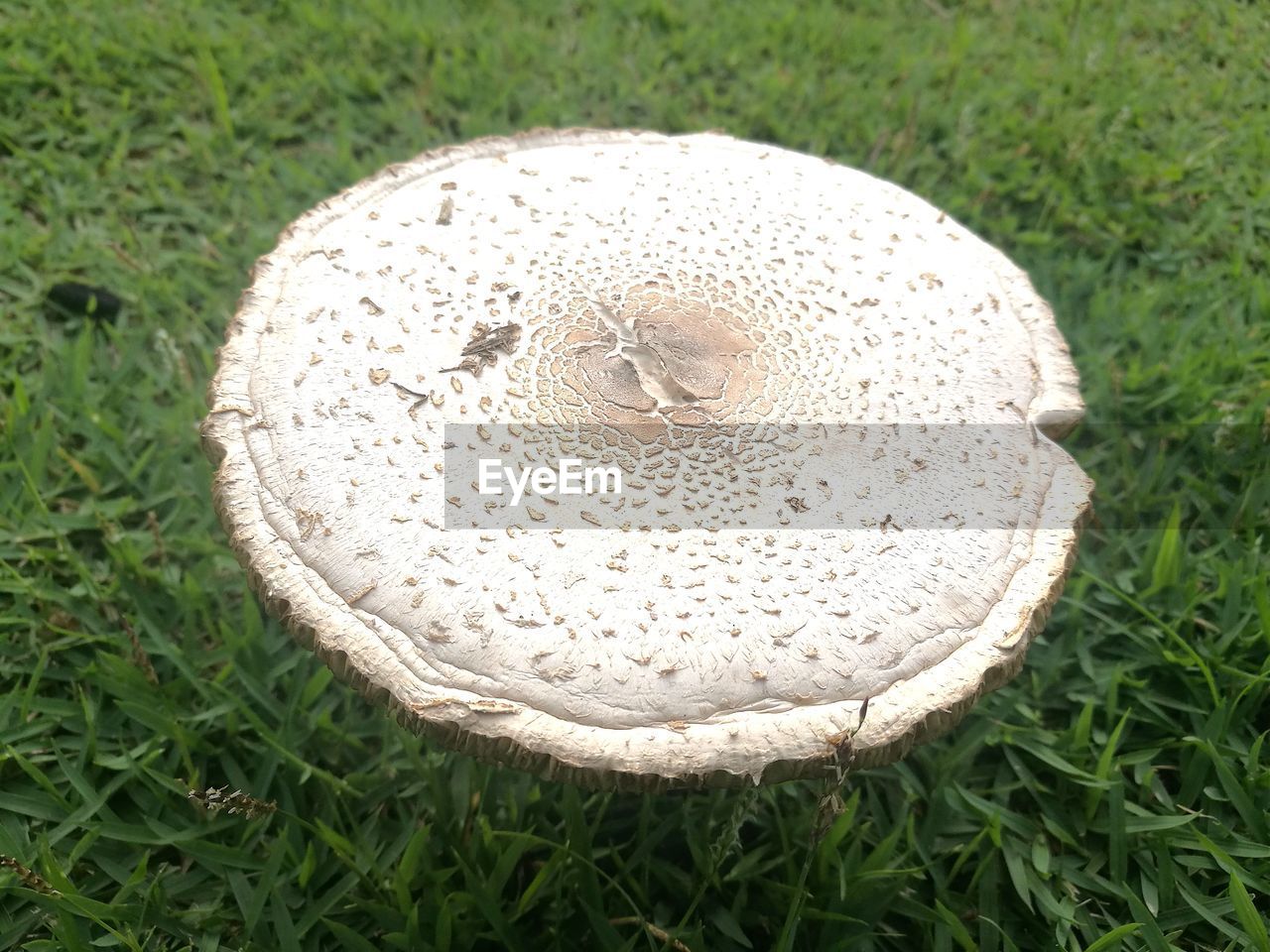 HIGH ANGLE VIEW OF WHITE MUSHROOM ON FIELD