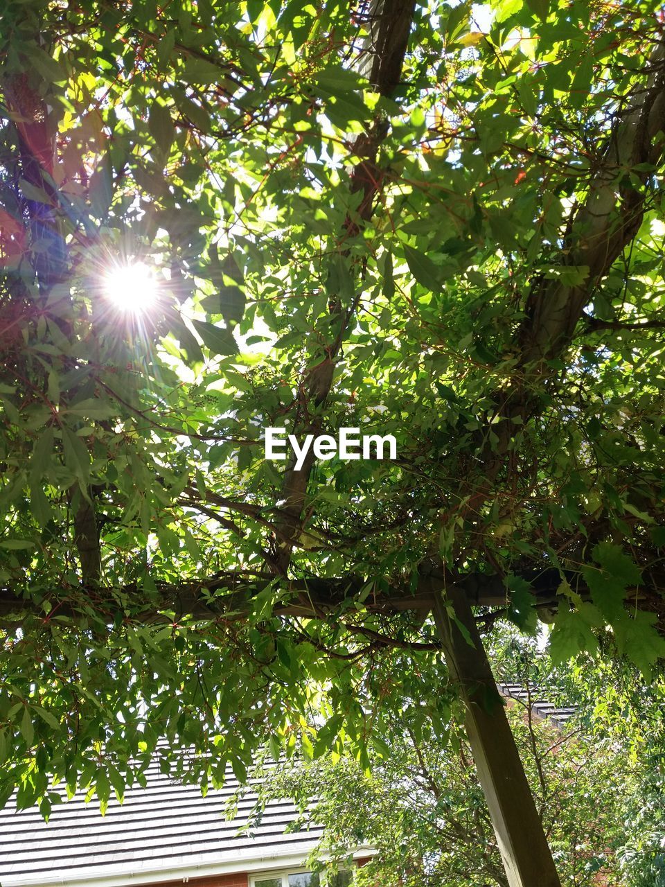 LOW ANGLE VIEW OF TREE AGAINST SUNLIGHT