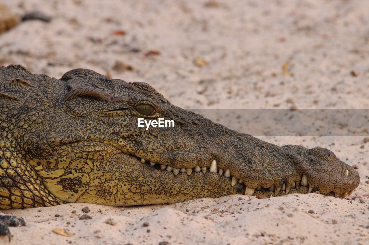 Close-up of a crocodile