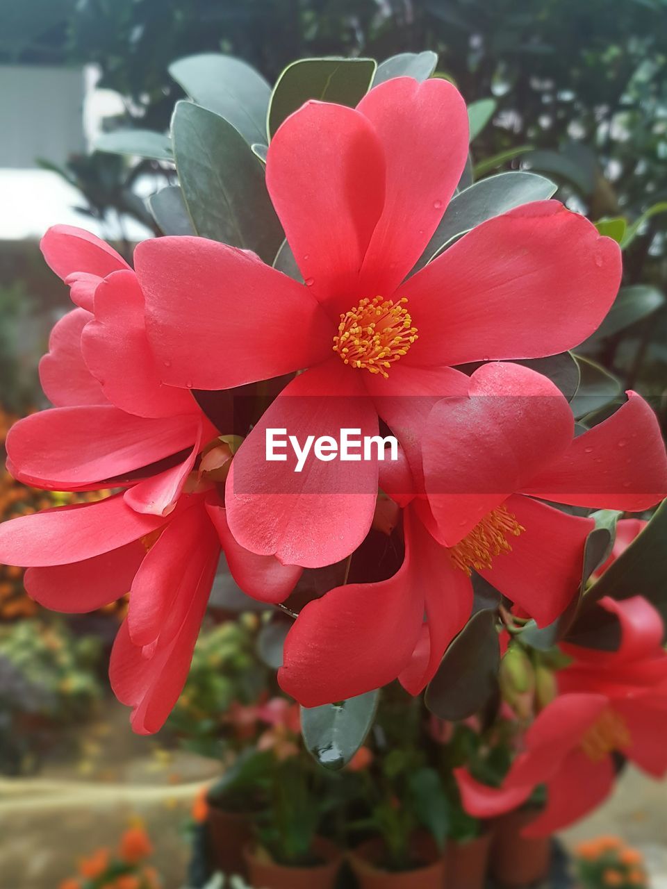 CLOSE UP OF RED FLOWERS