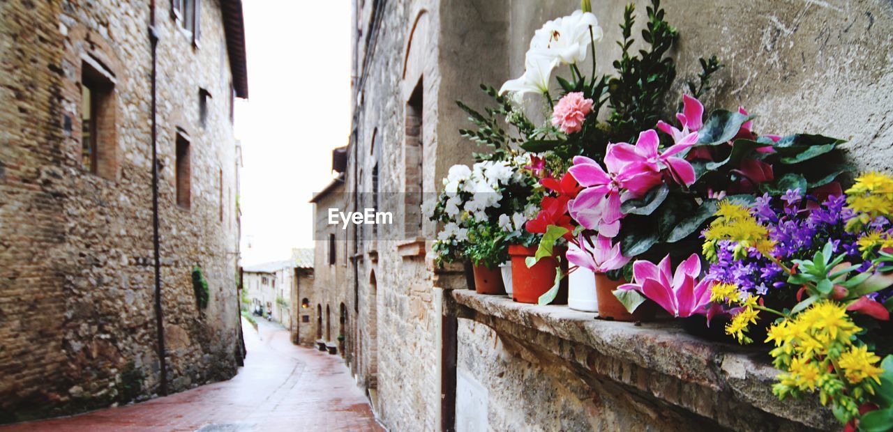 Multi colored potted flowers on shelf by footpath