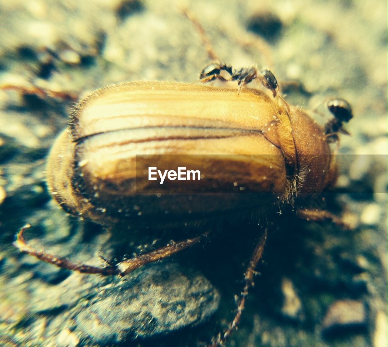 Close-up of insect on ground