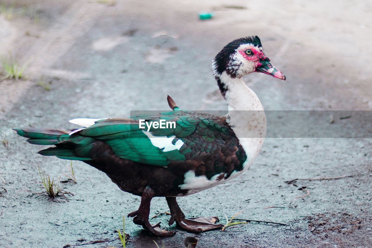 HIGH ANGLE VIEW OF BIRD ON A FIELD