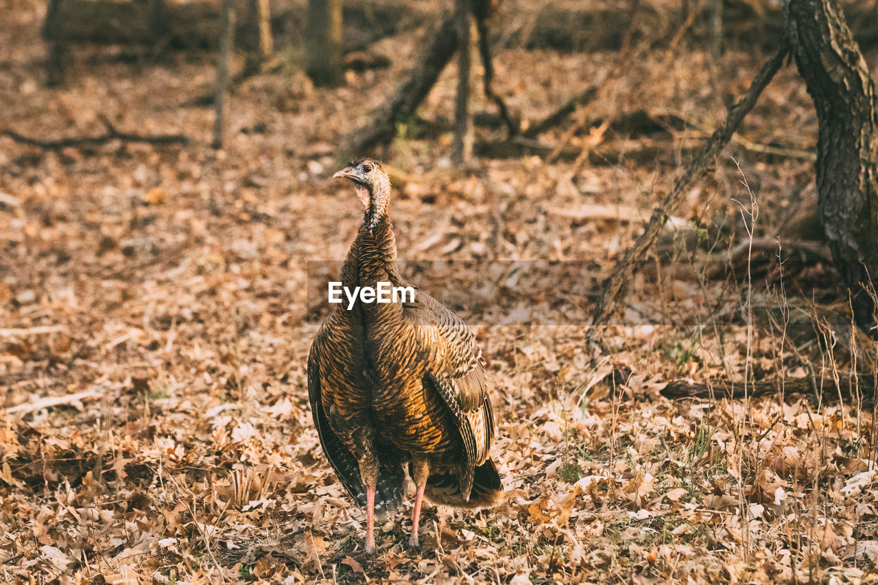 Bird standing on land