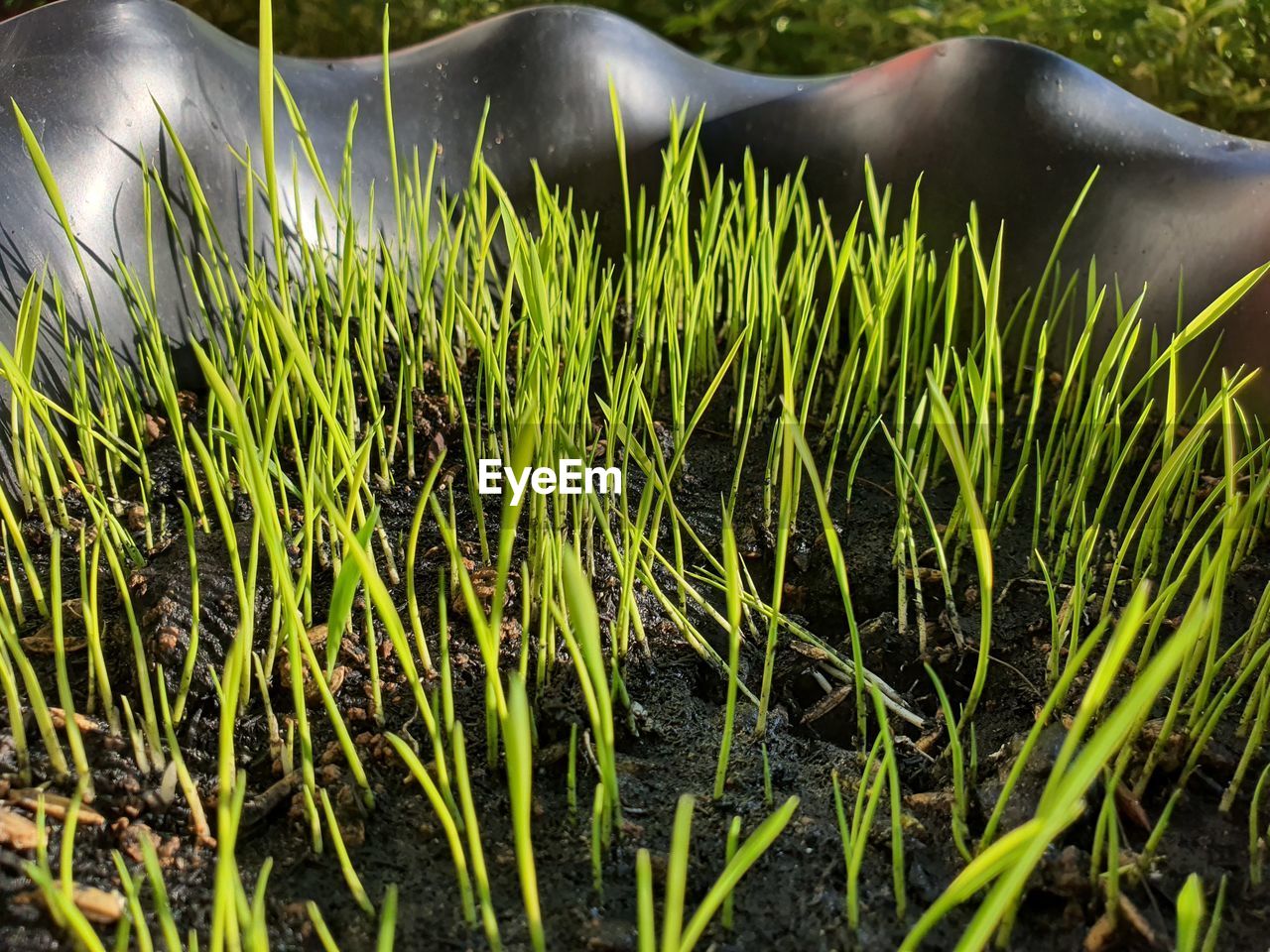 Rice sprouts are growing from the ground.