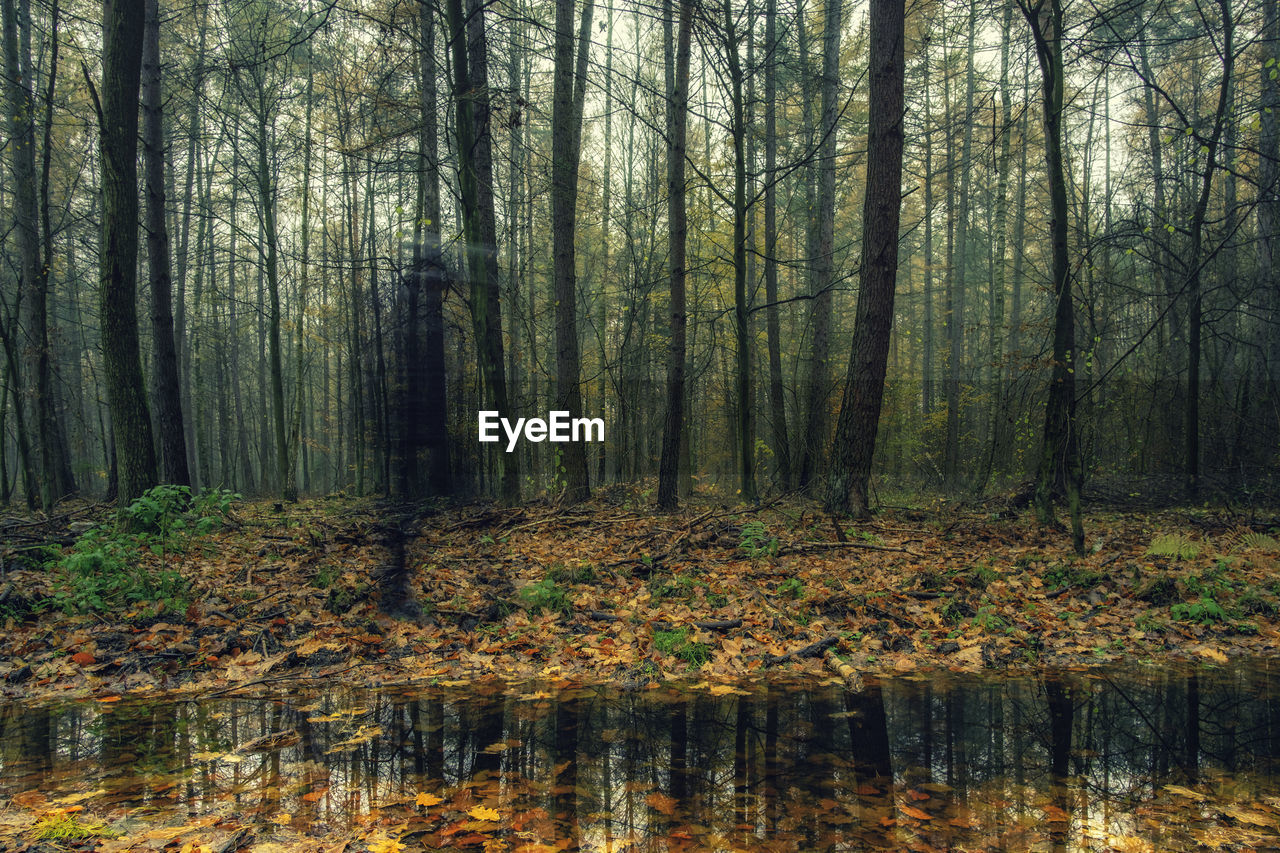TREES GROWING IN FOREST
