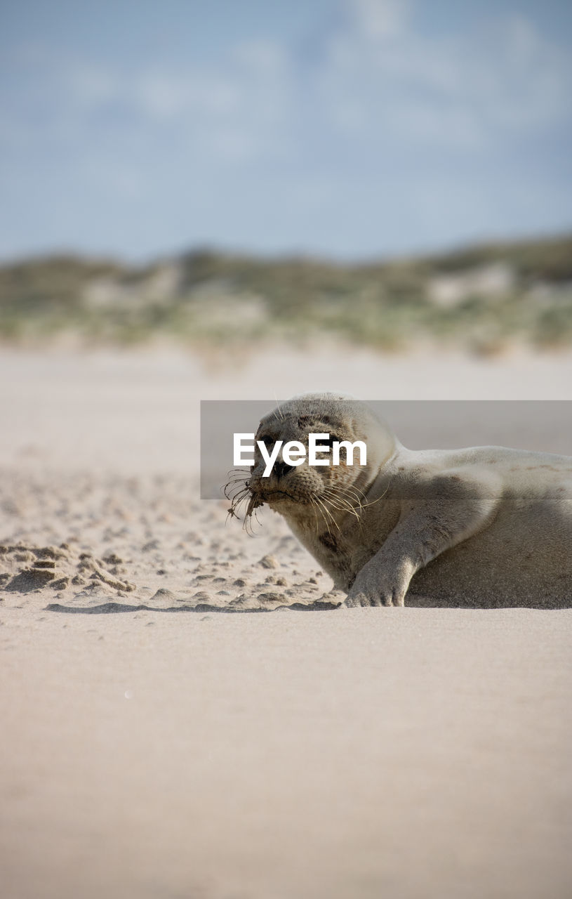 Close-up of a seal on the beach