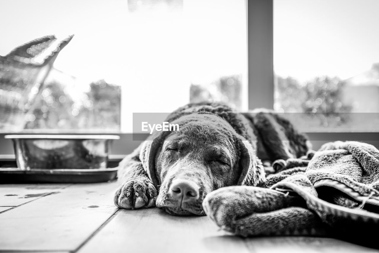 dog, one animal, animal themes, animal, black, canine, pet, mammal, domestic animals, black and white, relaxation, monochrome, lying down, monochrome photography, white, carnivore, resting, no people, indoors, sleeping, basset hound, day, home interior, flooring, window, tired, portrait