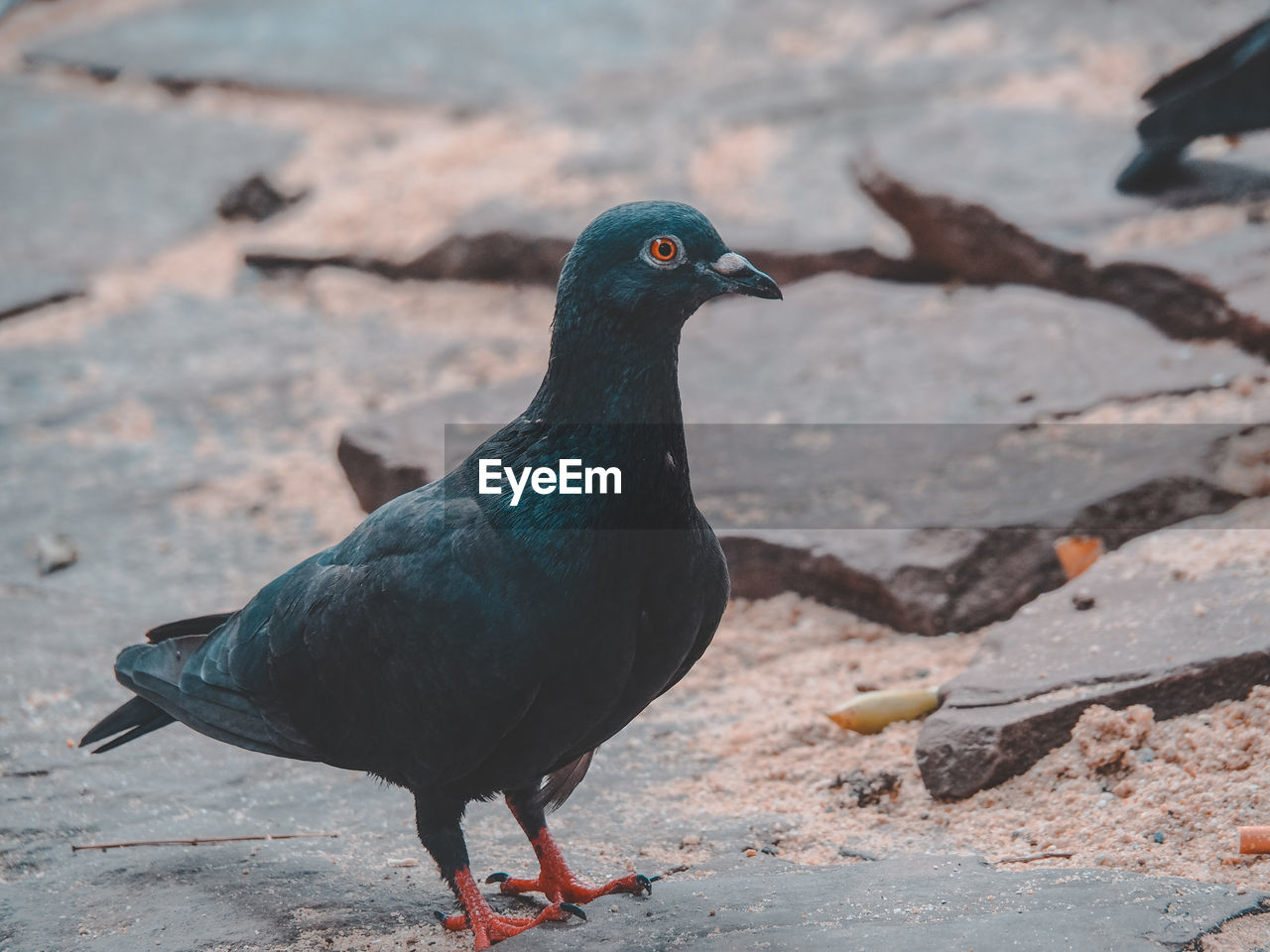 Close-up of bird perching on rock