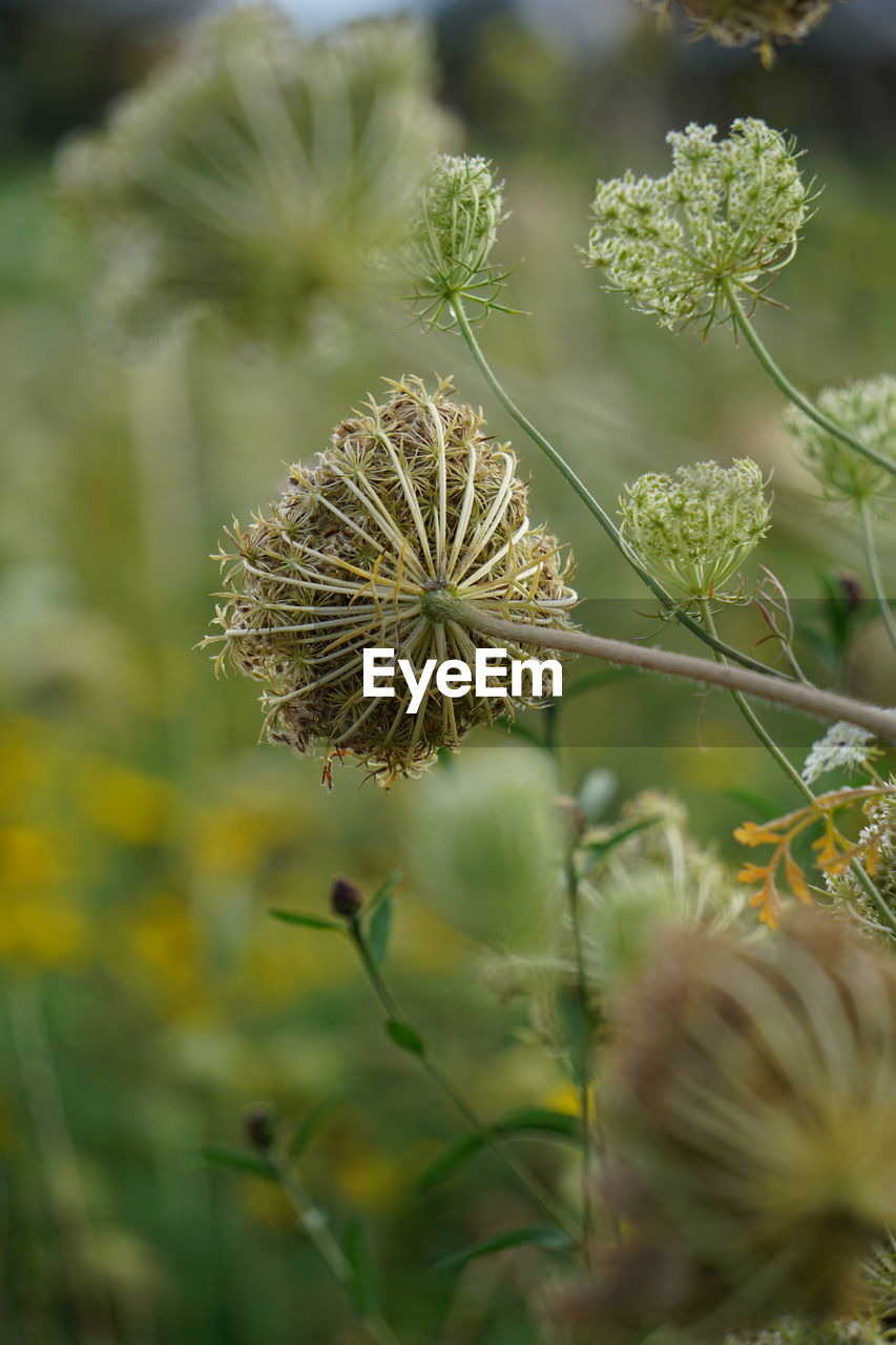 plant, flower, nature, flowering plant, beauty in nature, close-up, wildflower, freshness, no people, growth, macro photography, environment, social issues, outdoors, focus on foreground, fragility, selective focus, green, land, day, food, flower head, thistle, botany, tranquility, landscape, food and drink, outdoor pursuit, environmental conservation, inflorescence, tree, plant part, leaf, animal wildlife