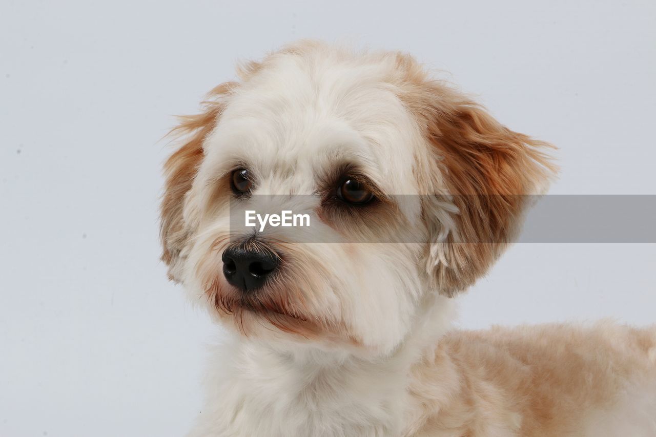 CLOSE-UP PORTRAIT OF WHITE DOG AGAINST GRAY BACKGROUND