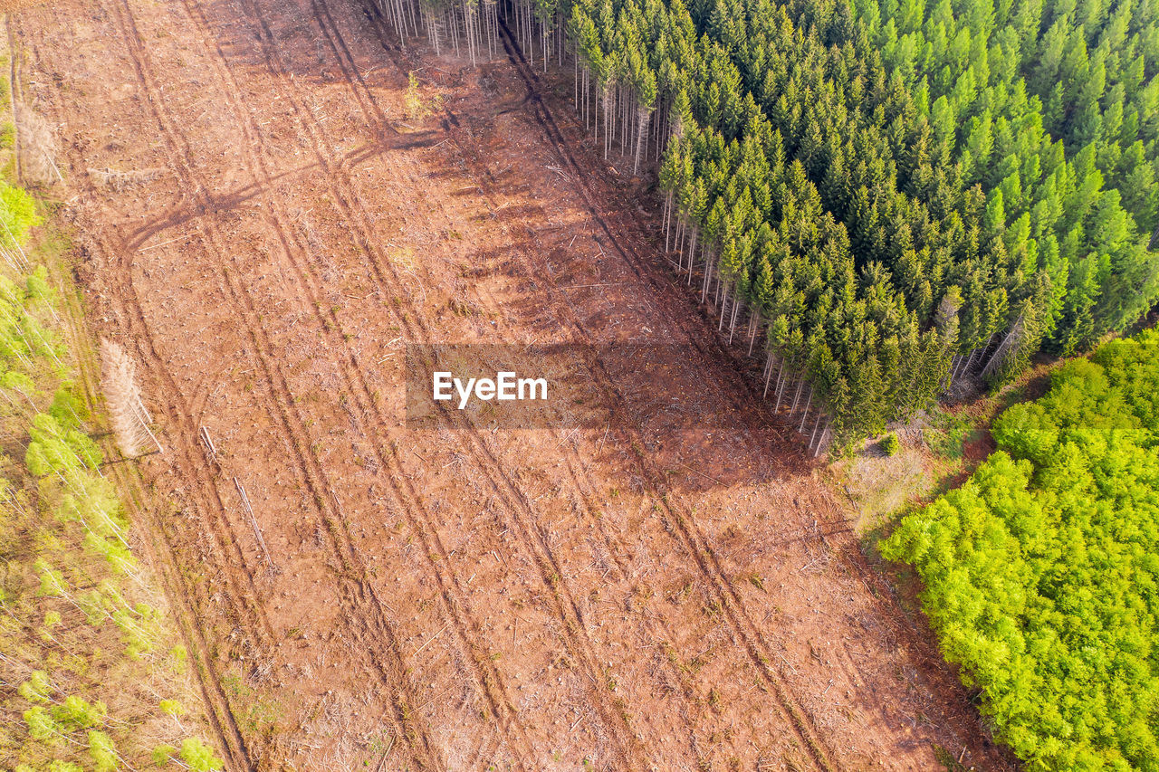 HIGH ANGLE VIEW OF PINE TREES IN FIELD